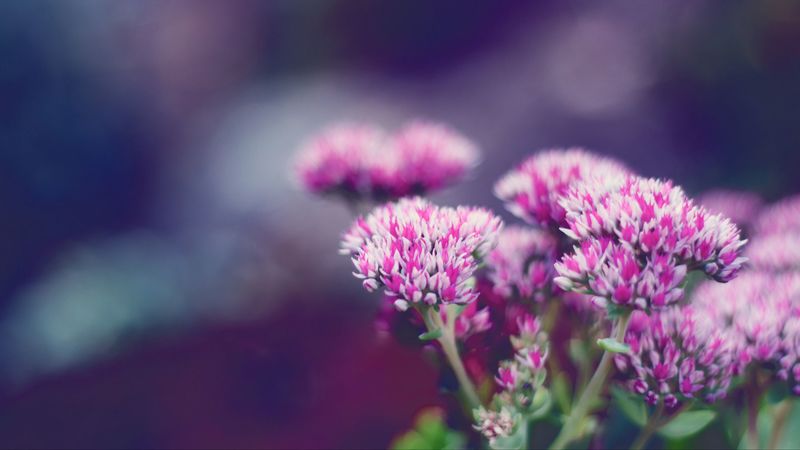 flower, macro, blurring, 4k