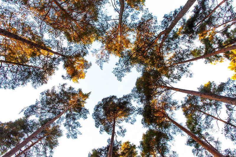 forest treetop and tree 4k