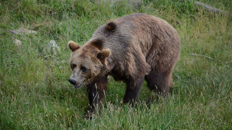 bear, grass, walk, 4k