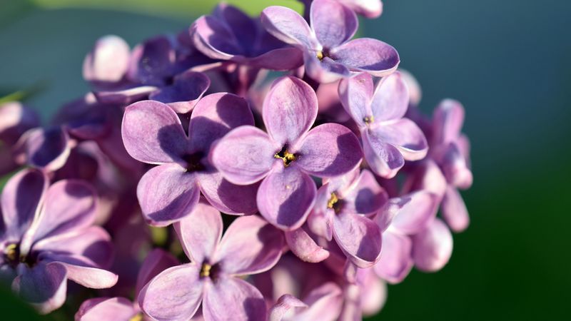lilac, flowers, petals, close-up, 4k