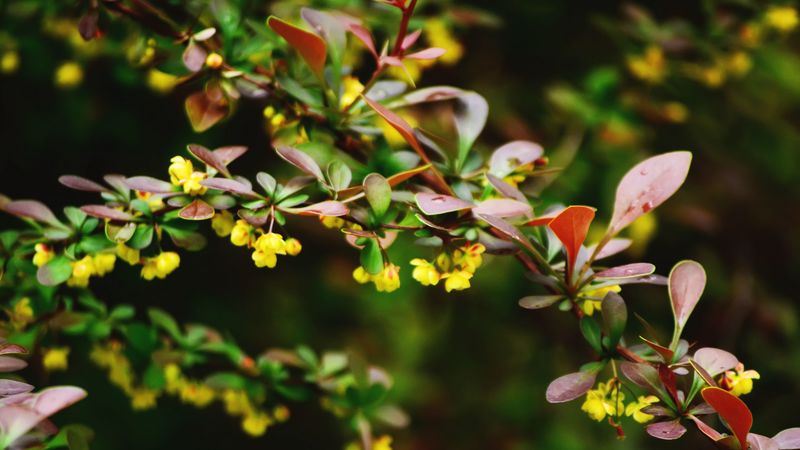 plant, flower, branch, close-up, 4k