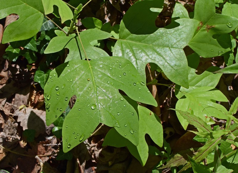 rain wet tulip tree poplar seedling 4k