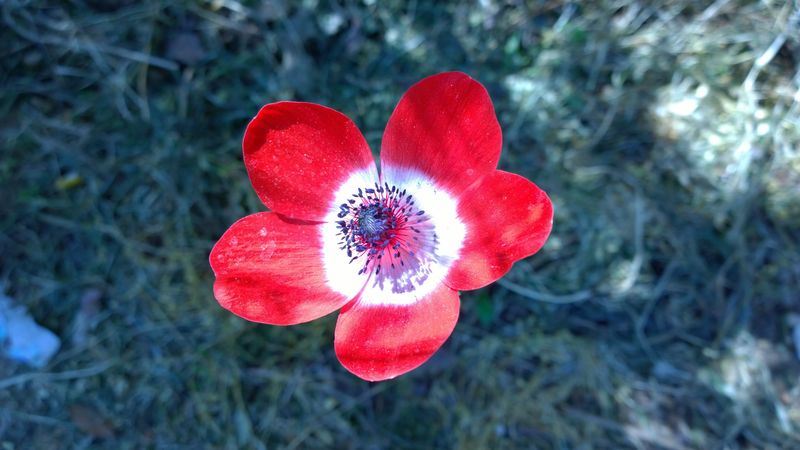 anemone, flower, petals, bud, 4k