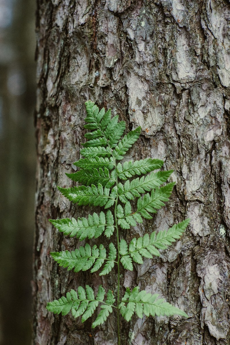 tree bark leaf and green hd, 4k