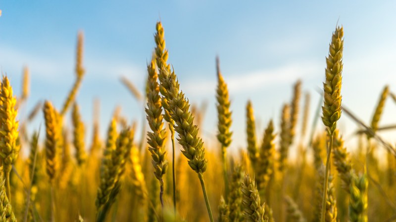 field wheat grass and crop 4k