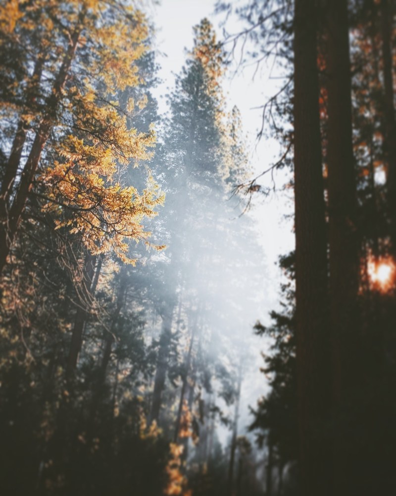 yellow leaves on trees in yosemite valley with a cloud of fog among them, haze around trees in yosemite 4k