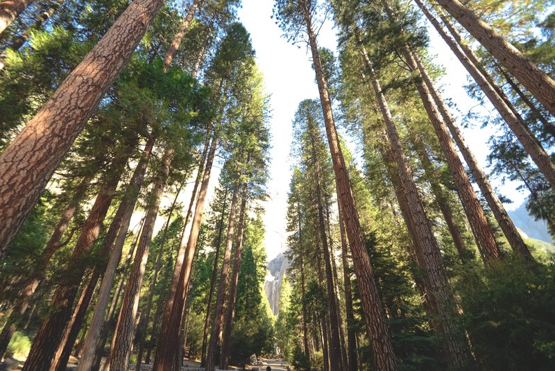 a low angle shot of a path between rows of tall trees on a sunny day, tall tree corridor 4k