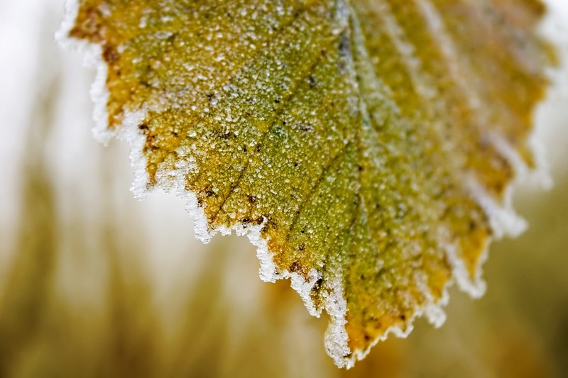 frost leaf frozen and ice 4k