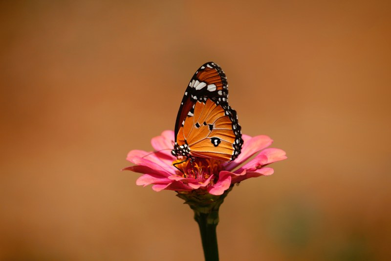 minimalist portrait of a monarch butterfly perched on a pink flower, beautiful butterfly 4k