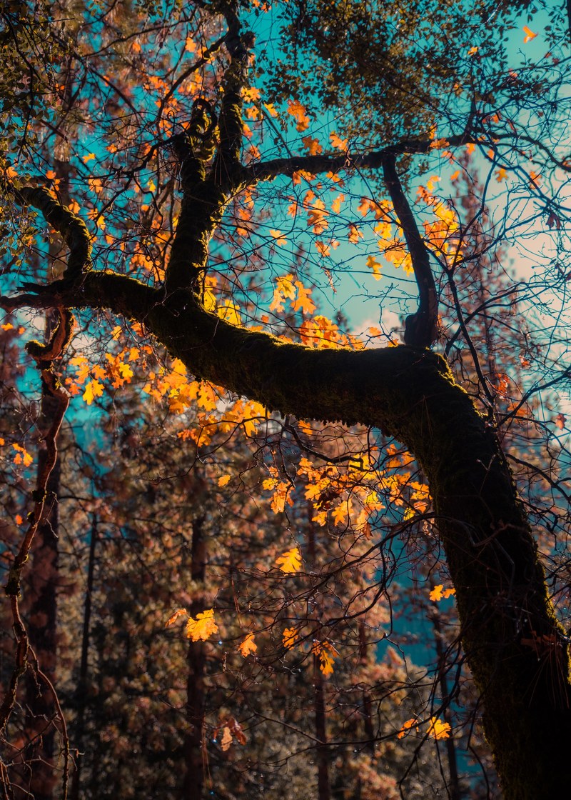 vivid reality 4k