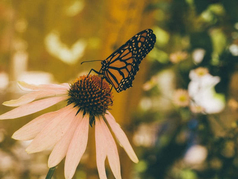 a black and yellow butterfly on a large flower, _black yellow butterfly flower 4k