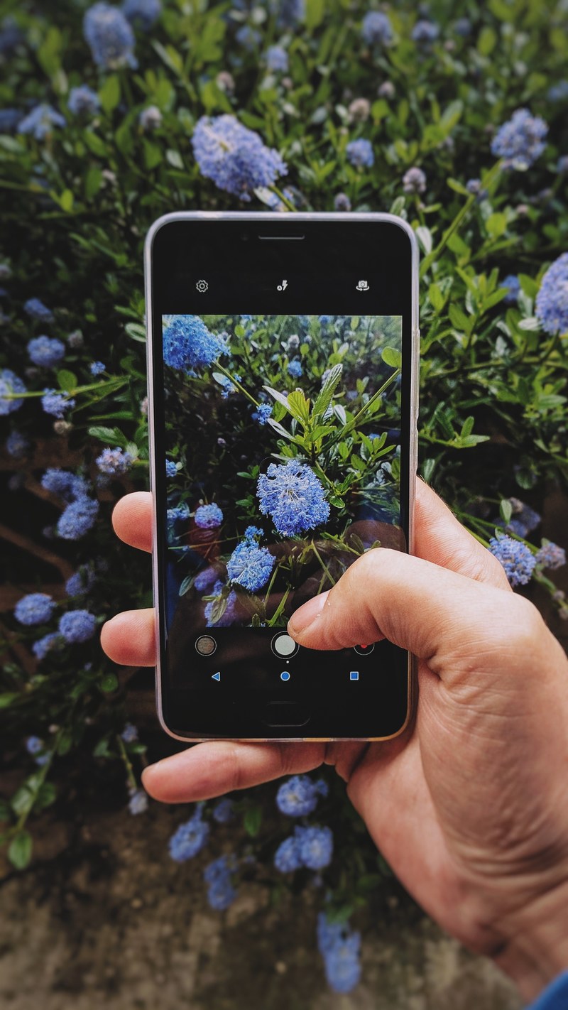 a person taking a picture with their smartphone of blue flowers, _taking flower picture 4k