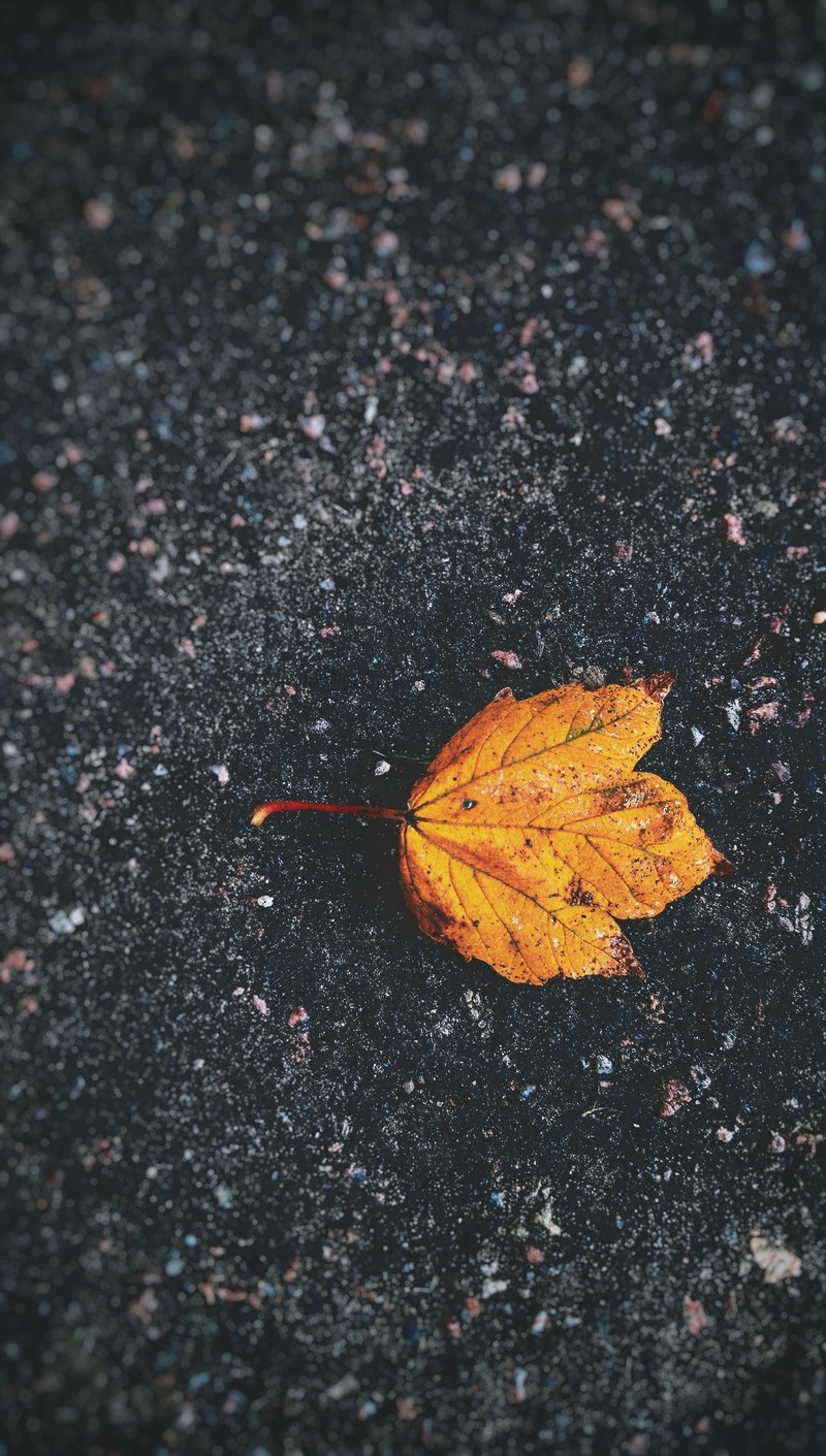 a yellow leaf on the ground, _yellow leaf ground 4k