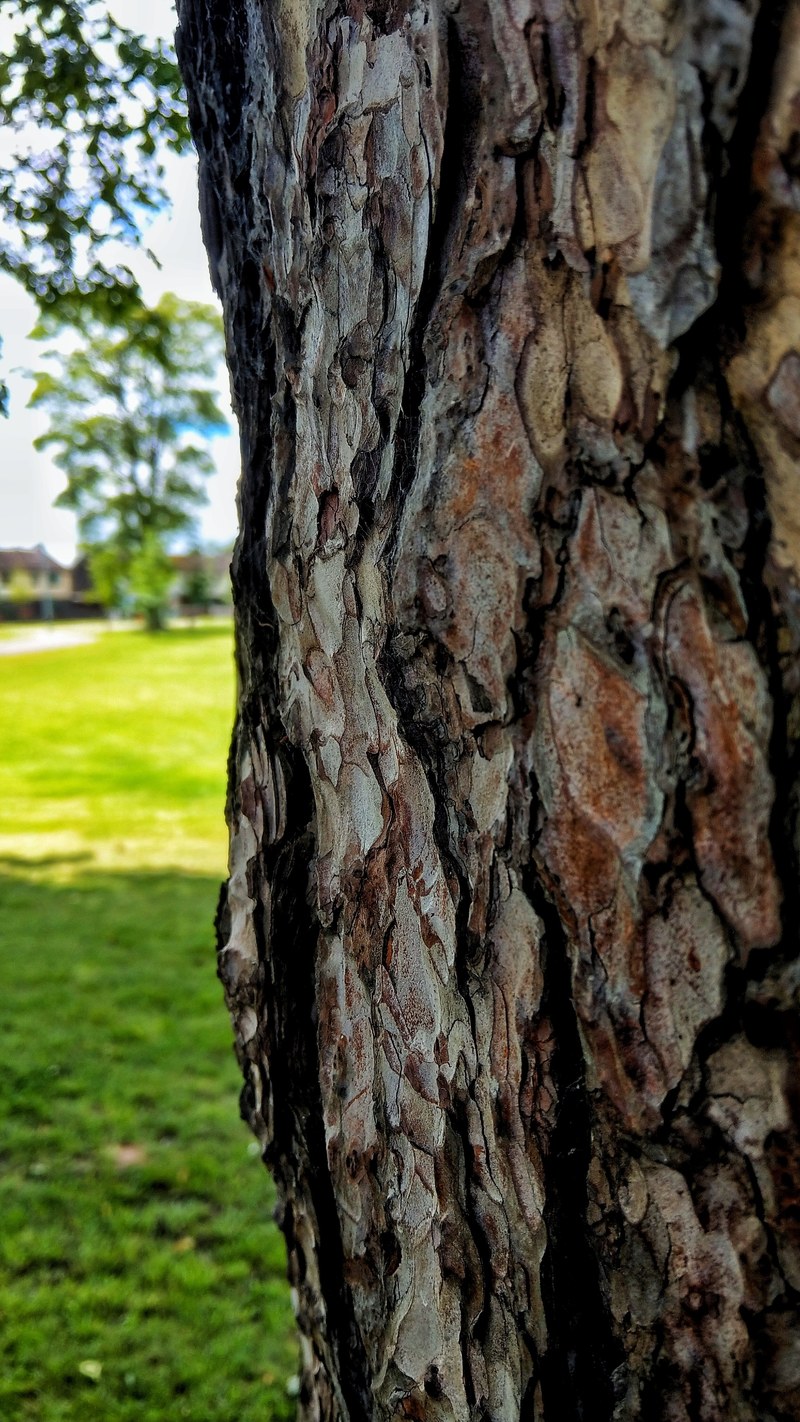 tree autumn material and rough hd, 4k