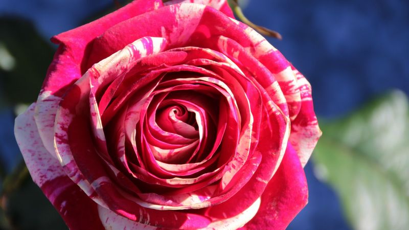 rose, bud, petals, close-up, 4k