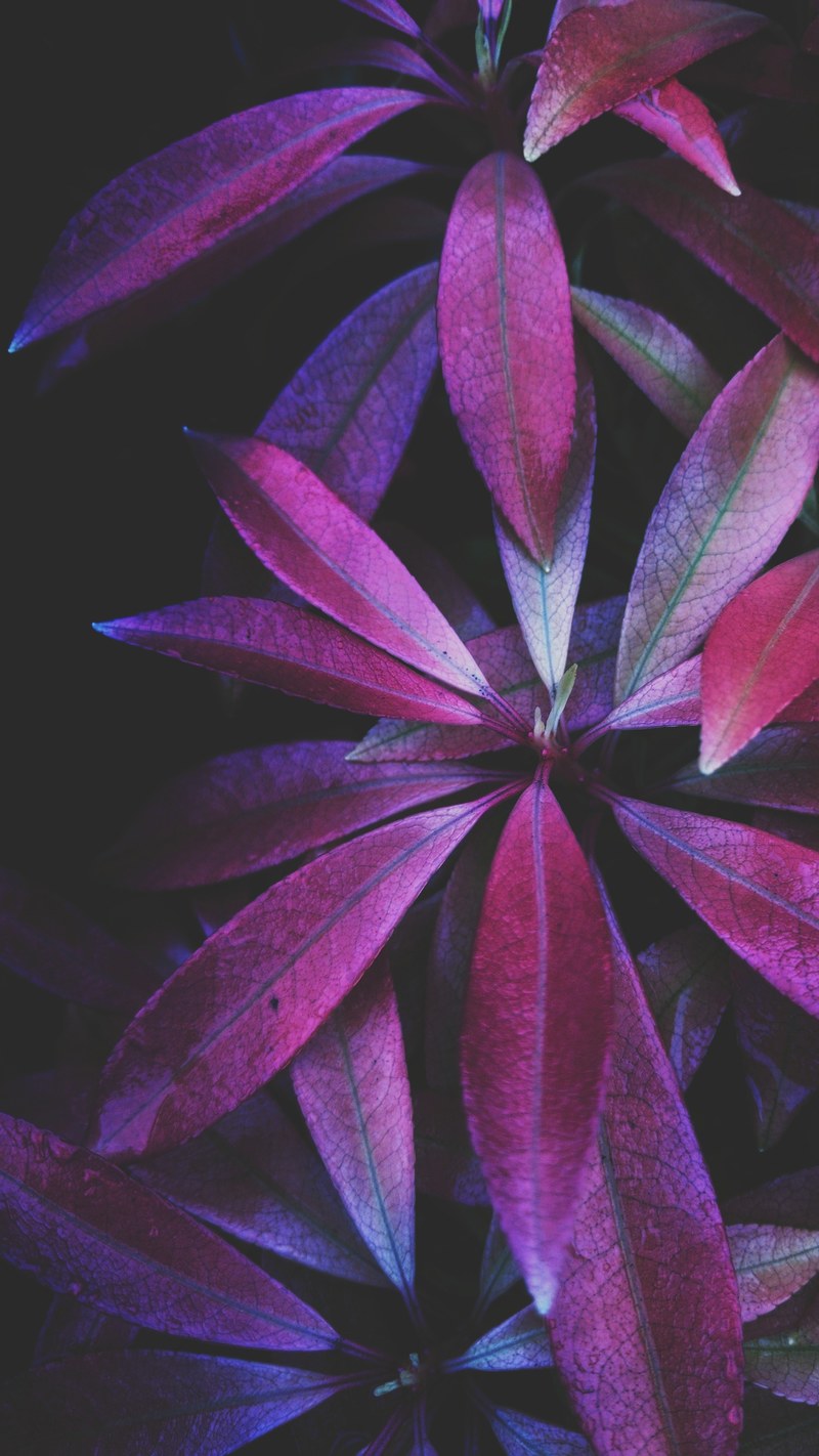 petal flower leafe and lavender hd, 4k