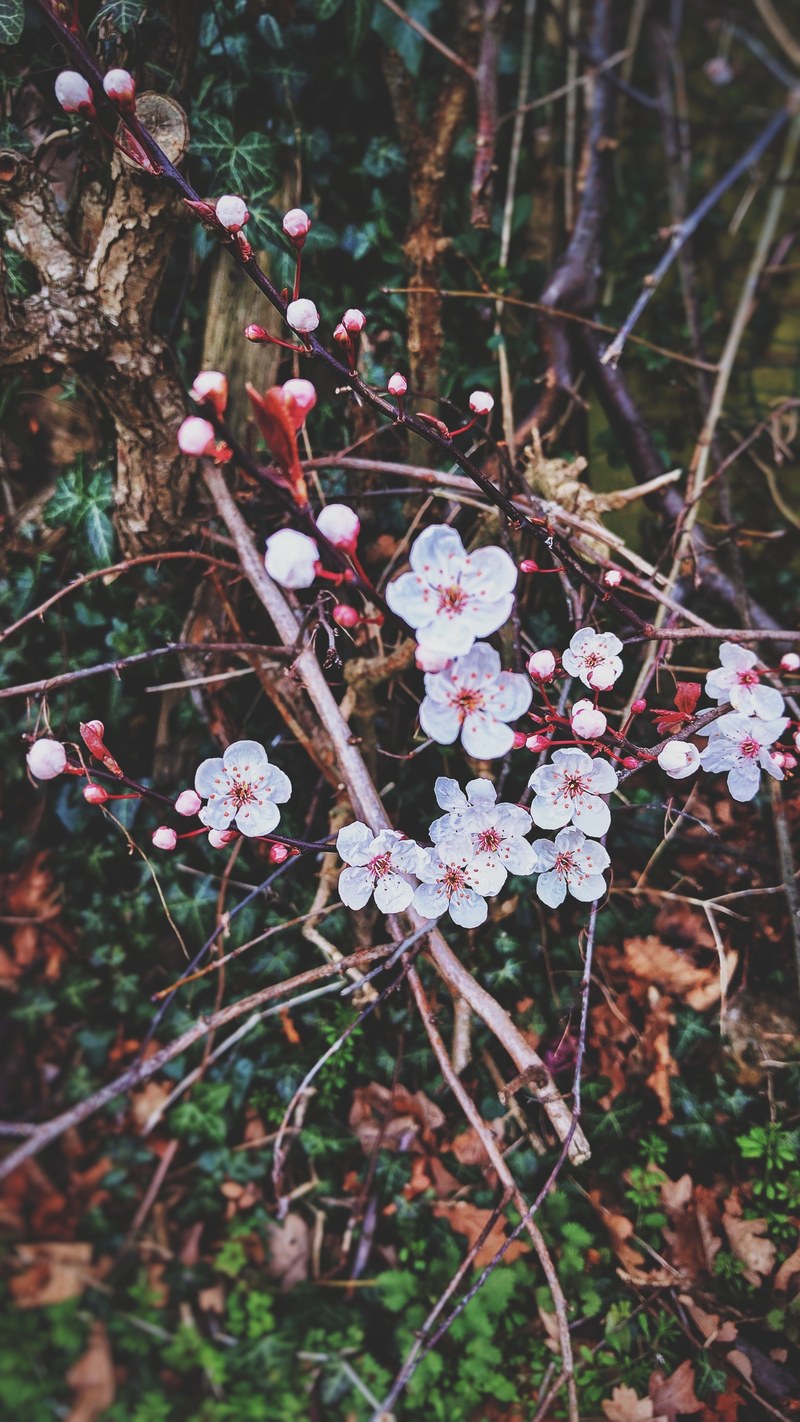 flower freshness sky and closeup hd, 4k