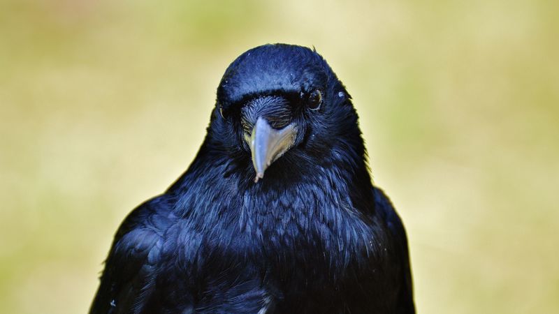 raven, bird, beak, 4k