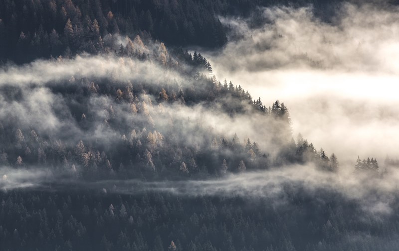 patchy clouds enveloping a slope covered with evergreen trees, patchy clouds near a slope 4k