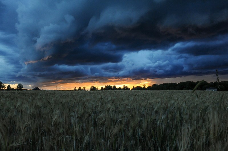 field wheat crops and sunset 4k