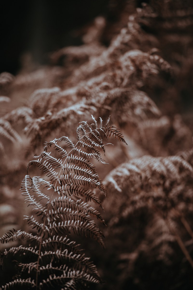 brown ferns 4k