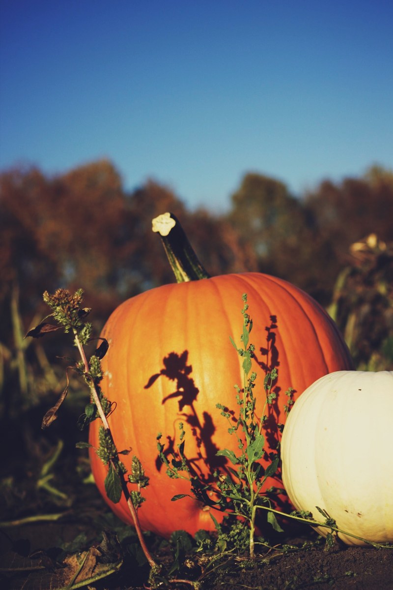 pumpkin patch fall orange hd, 4k