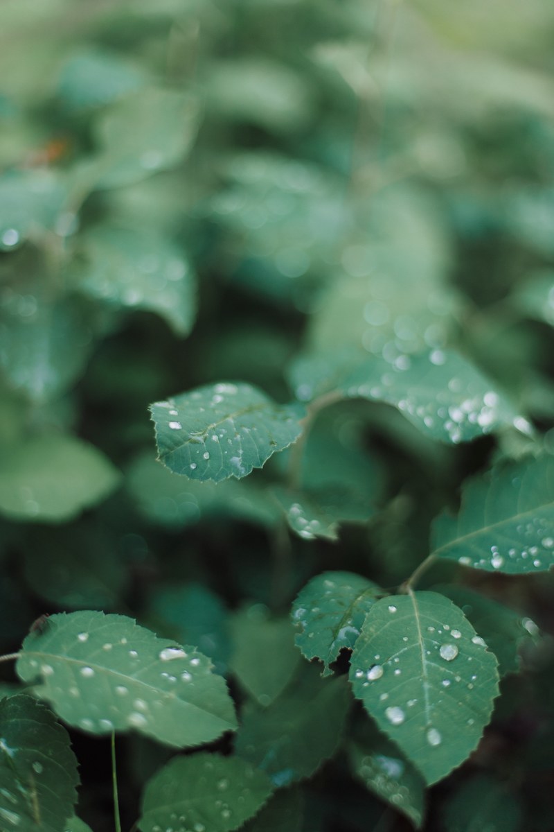 forest green leaf and rain drop hd, 4k