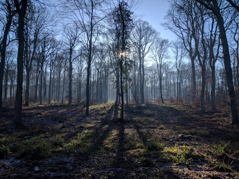 sunlight wood forest and tree 4k