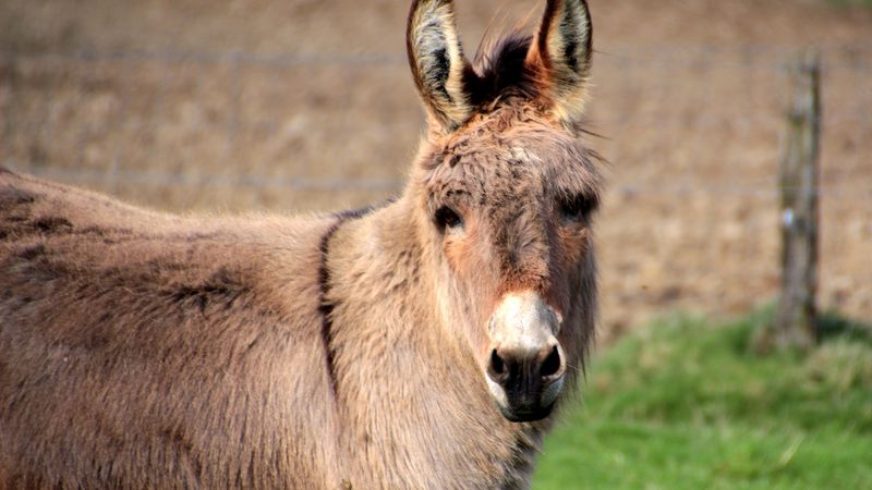 donkey, animal, muzzle, 4k