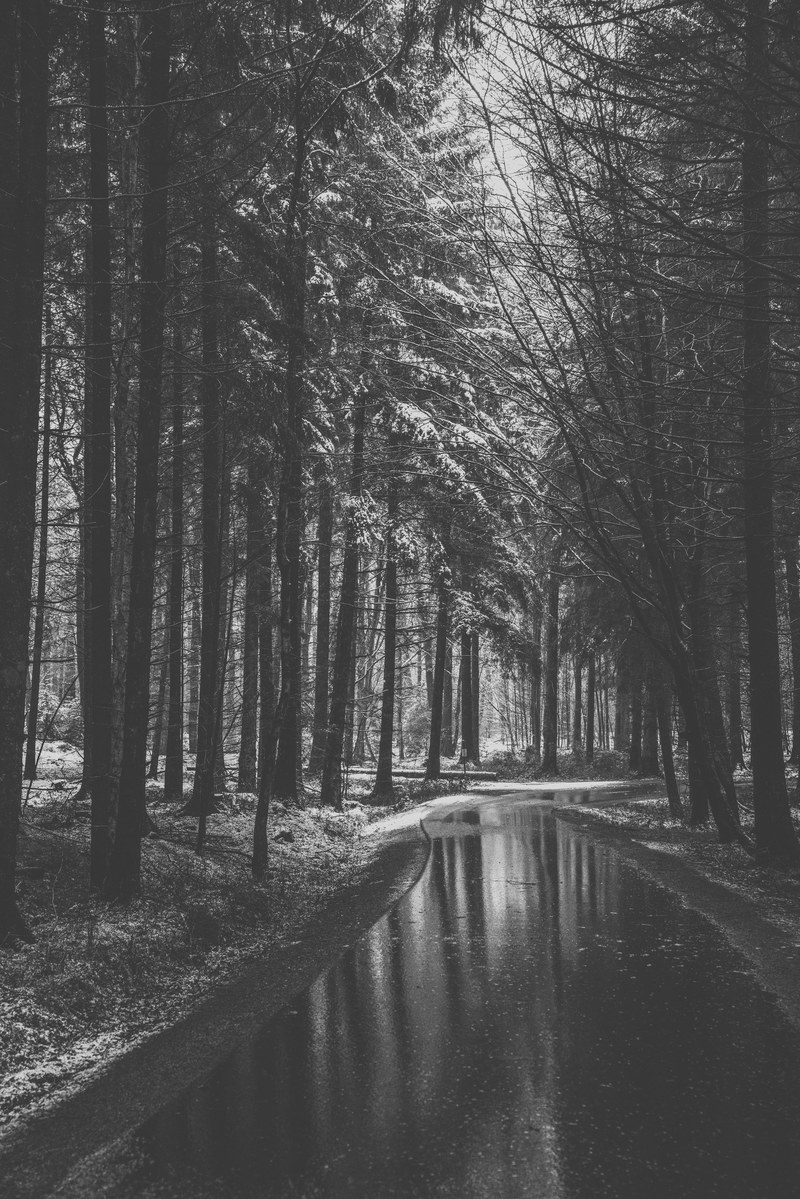 endless forests lightened 4k