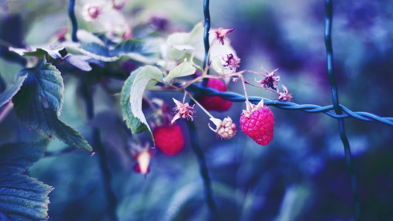raspberries, berries, petals, close-up, 4k