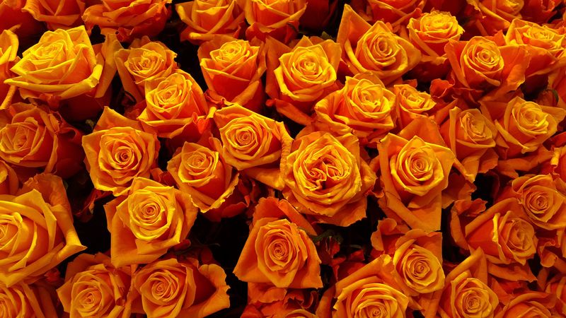 roses, buds, petals, 4k