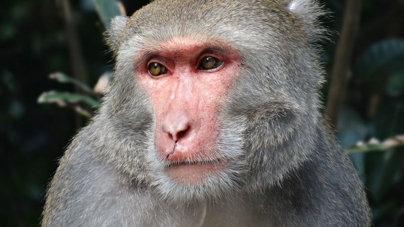 macaque, taiwan, muzzle, eyes, 4k