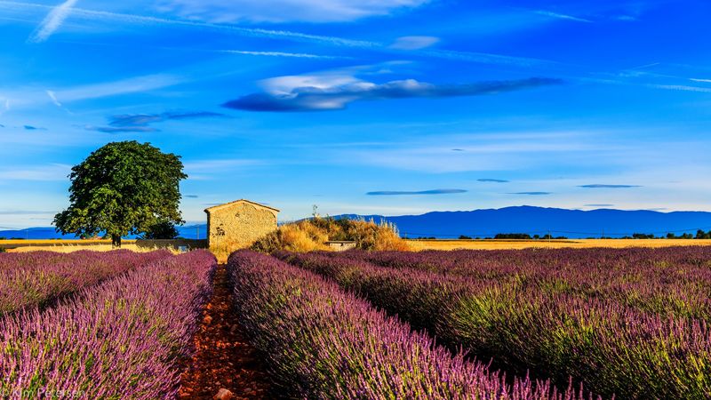 france, provence, field, grass, sky, 4k
