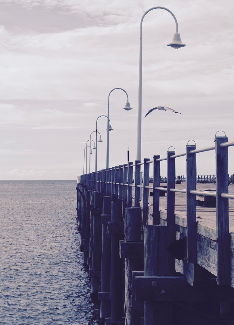 a bird at the jetty 4k