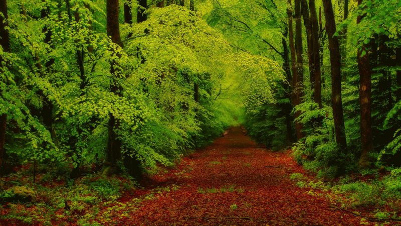 forest, trees, pathway, 4k