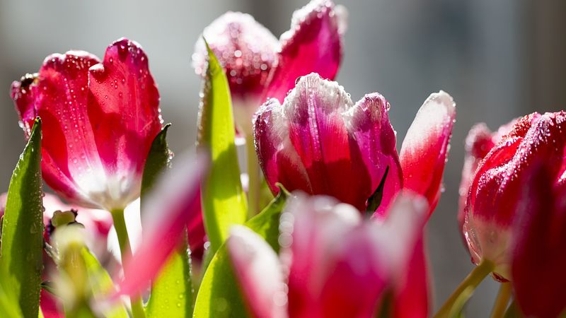 tulips, flowers, frost, petals, 4k