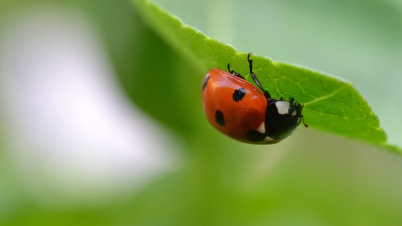 ladybug, insect, leaf, blur, 4k