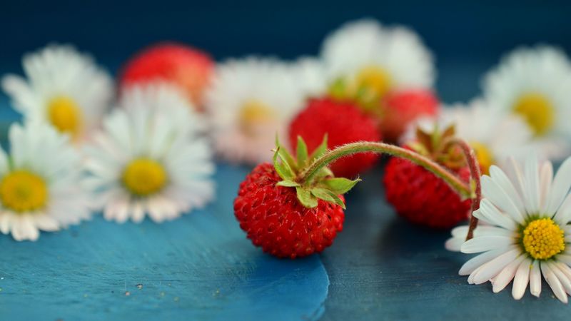 strawberries, berries, daisies, 4k