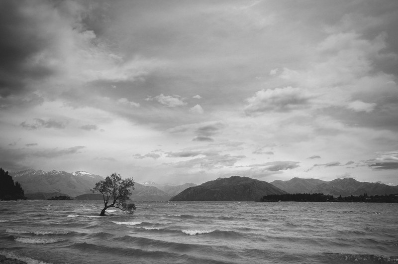 lonely tree wanaka mountain and black amp white 4k