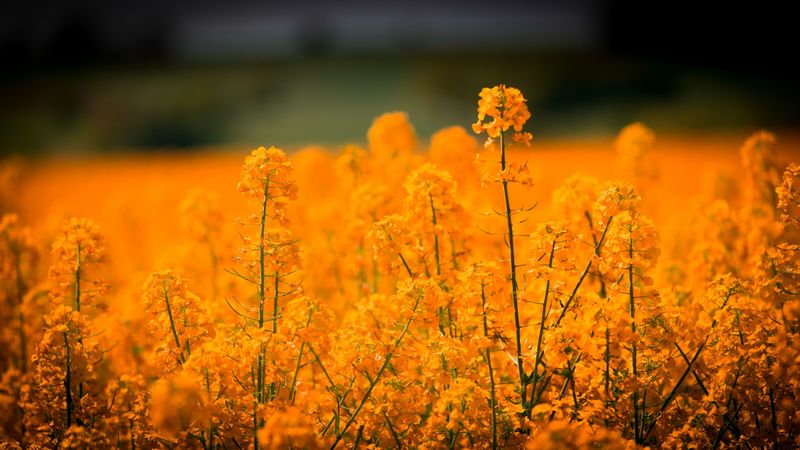 grass, flowers, field, 4k