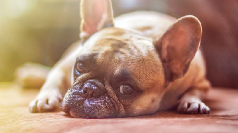 french bulldog, dog, face, eyes, sadness, 4k