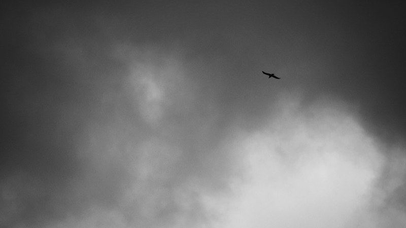 flying bird flying flight and lake district 4k