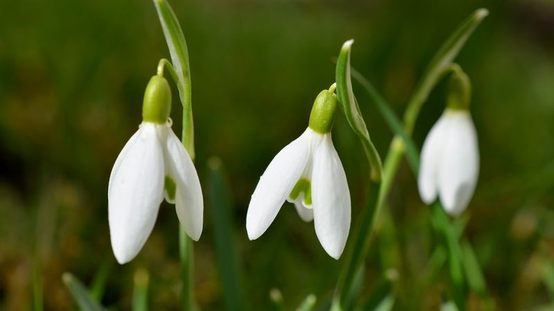 snowdrops, flowers, spring, 4k