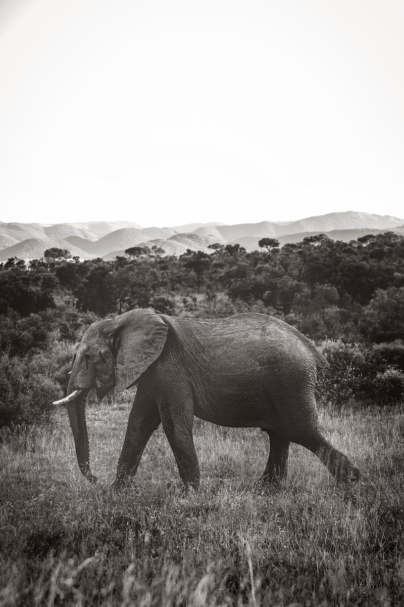 elephant horn trunk and tusk hd, 4k