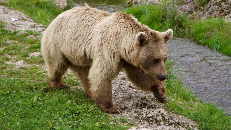 brown bear, siberian bear, walk, 4k