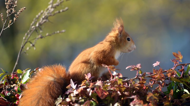squirrel, animal, foliage, 4k