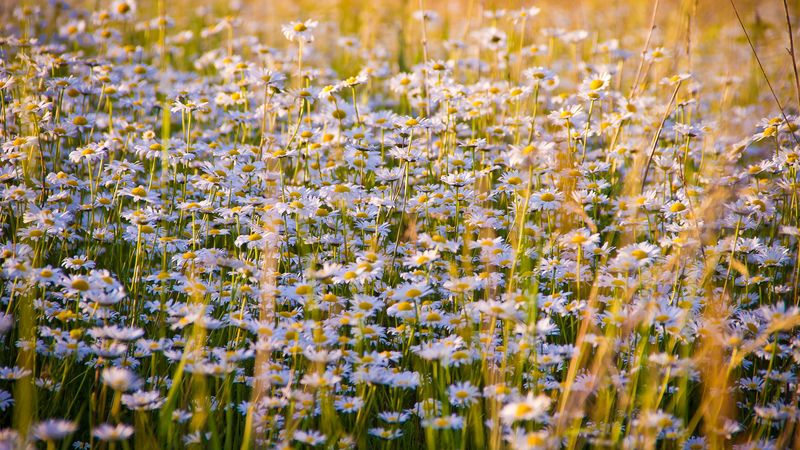 daisies, flowers, field, lots, 4k
