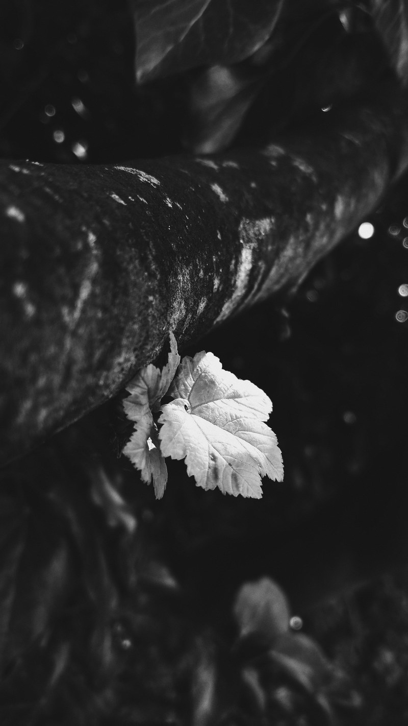 a black and white picture of a leaf, _black white leaf image 4k