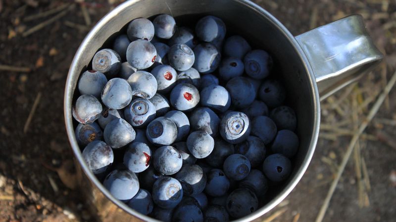 blueberries, berries, cup, 4k
